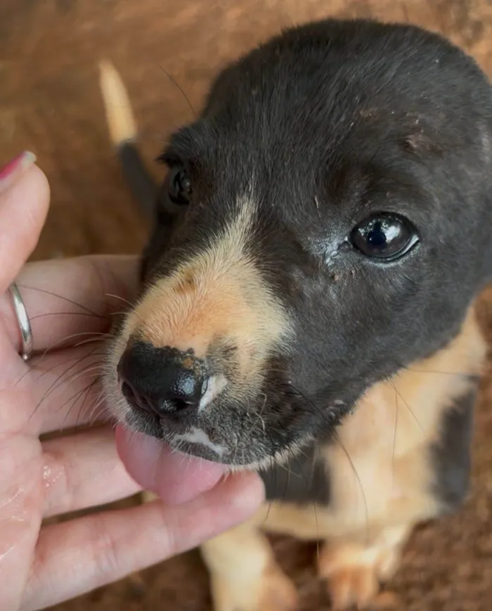 Cachorro raça SRD-ViraLata idade 2 a 6 meses nome Pretinha