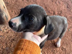Cachorro raça SRD-ViraLata idade 2 a 6 meses nome Pretinha
