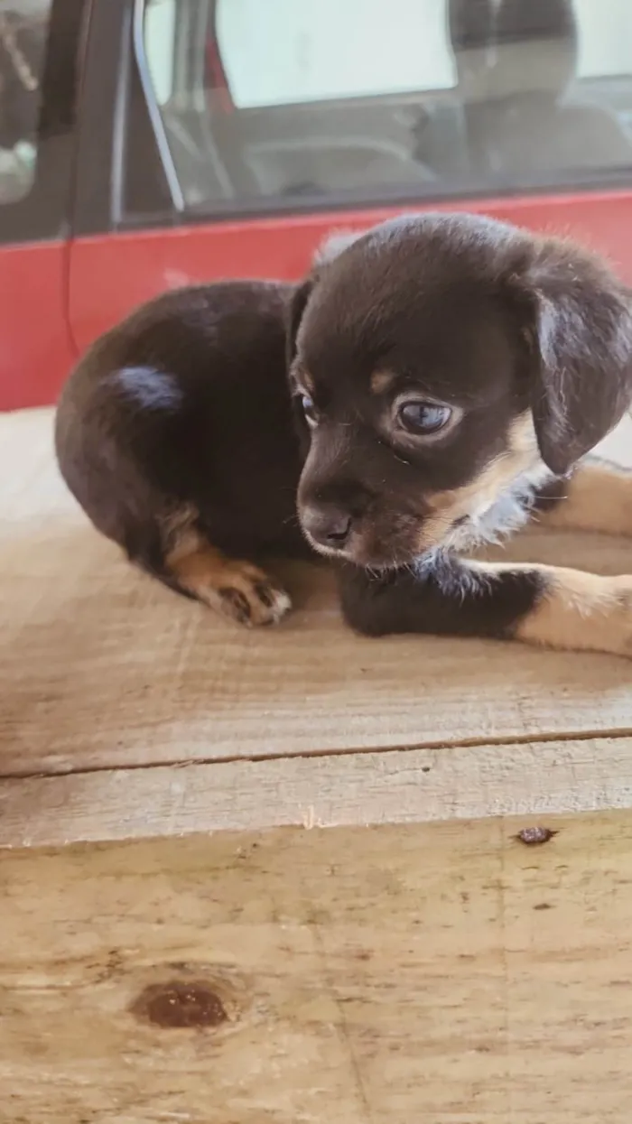 Cachorro raça SRD-ViraLata idade Abaixo de 2 meses nome Pretinho