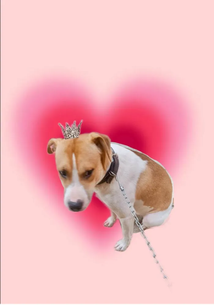 Cachorro raça SRD-ViraLata idade 7 a 11 meses nome Simon 10 meses um doce 