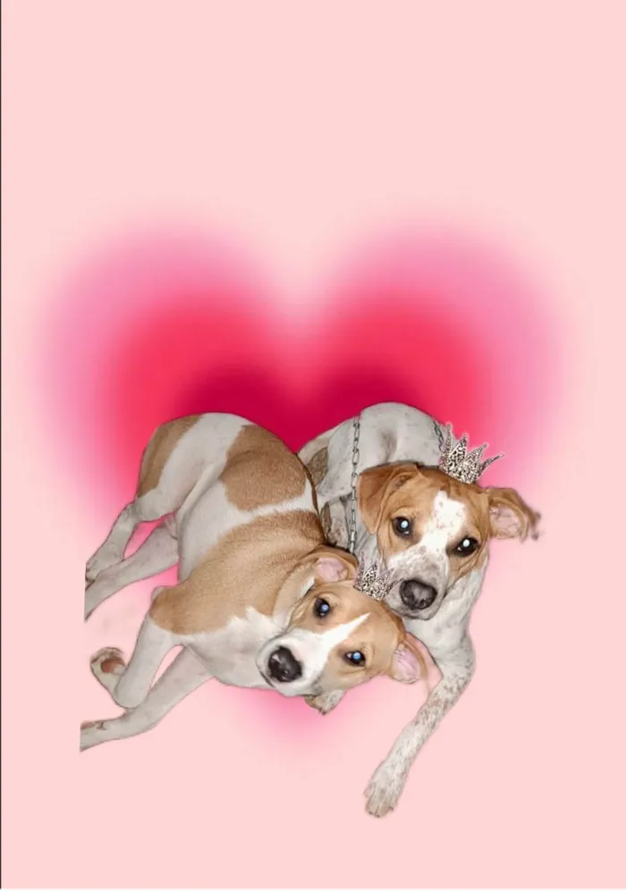 Cachorro raça SRD-ViraLata idade 7 a 11 meses nome Simon 10 meses um doce 