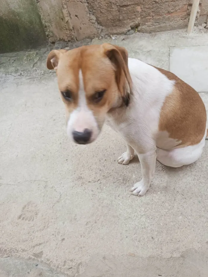 Cachorro raça SRD-ViraLata idade 7 a 11 meses nome Simon 10 meses um doce 