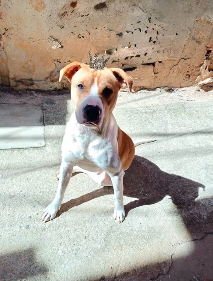 Cachorro raça SRD-ViraLata idade 7 a 11 meses nome Simon 10 meses um doce 