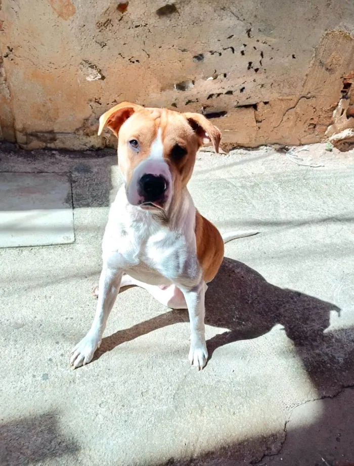 Cachorro raça SRD-ViraLata idade 7 a 11 meses nome Simon 10 meses um doce 