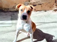 Cachorro raça SRD-ViraLata idade 7 a 11 meses nome Simon 10 meses um doce 