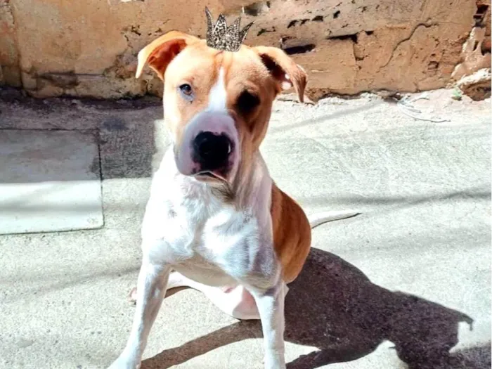 Cachorro raça SRD-ViraLata idade 7 a 11 meses nome Simon 10 meses um doce 