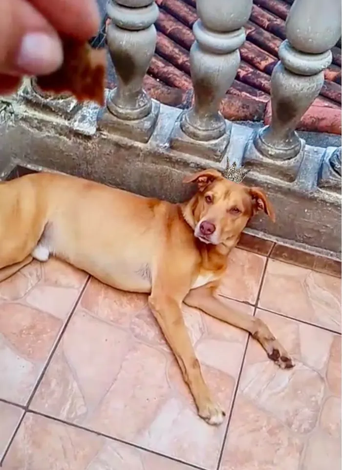 Cachorro raça SRD-ViraLata idade 7 a 11 meses nome Lion bb11meses um amor 