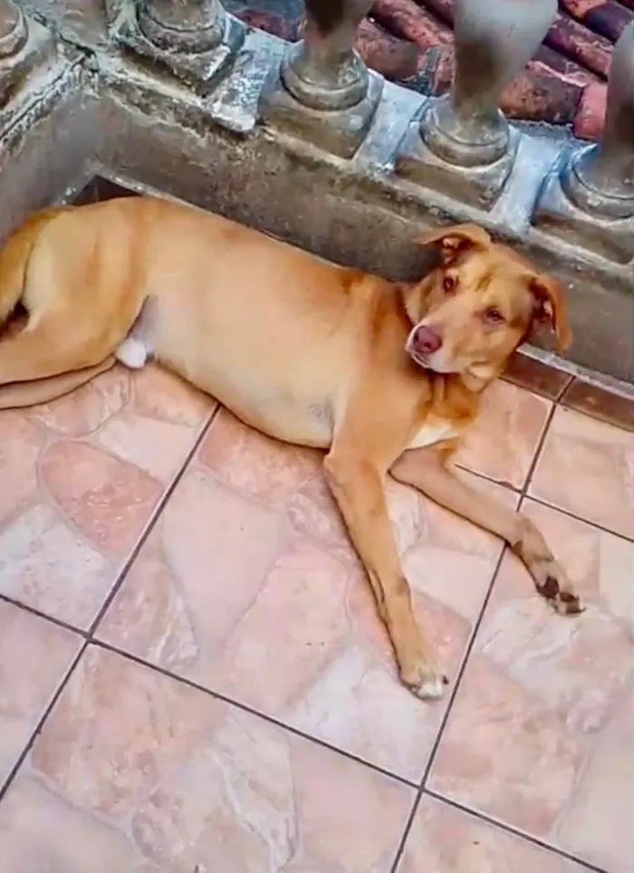 Cachorro raça SRD-ViraLata idade 7 a 11 meses nome Lion bb11meses um amor 