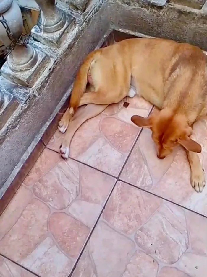 Cachorro raça SRD-ViraLata idade 7 a 11 meses nome Lion bb11meses um amor 