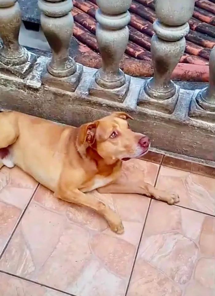 Cachorro raça SRD-ViraLata idade 7 a 11 meses nome Lion bb11meses um amor 