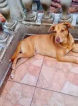 Cachorro raça SRD-ViraLata idade 7 a 11 meses nome Lion bb11meses um amor 