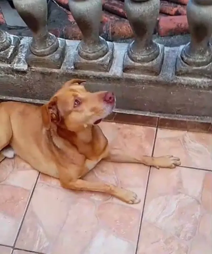 Cachorro raça SRD-ViraLata idade 7 a 11 meses nome Lion bb11meses um amor 
