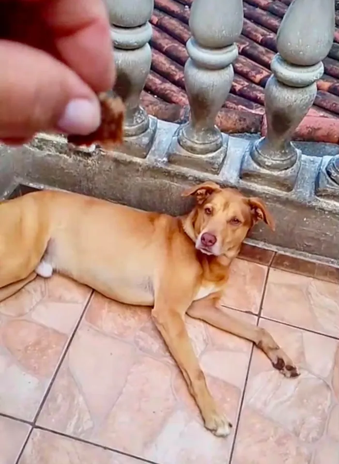 Cachorro raça SRD-ViraLata idade 7 a 11 meses nome Lion bb11meses um amor 