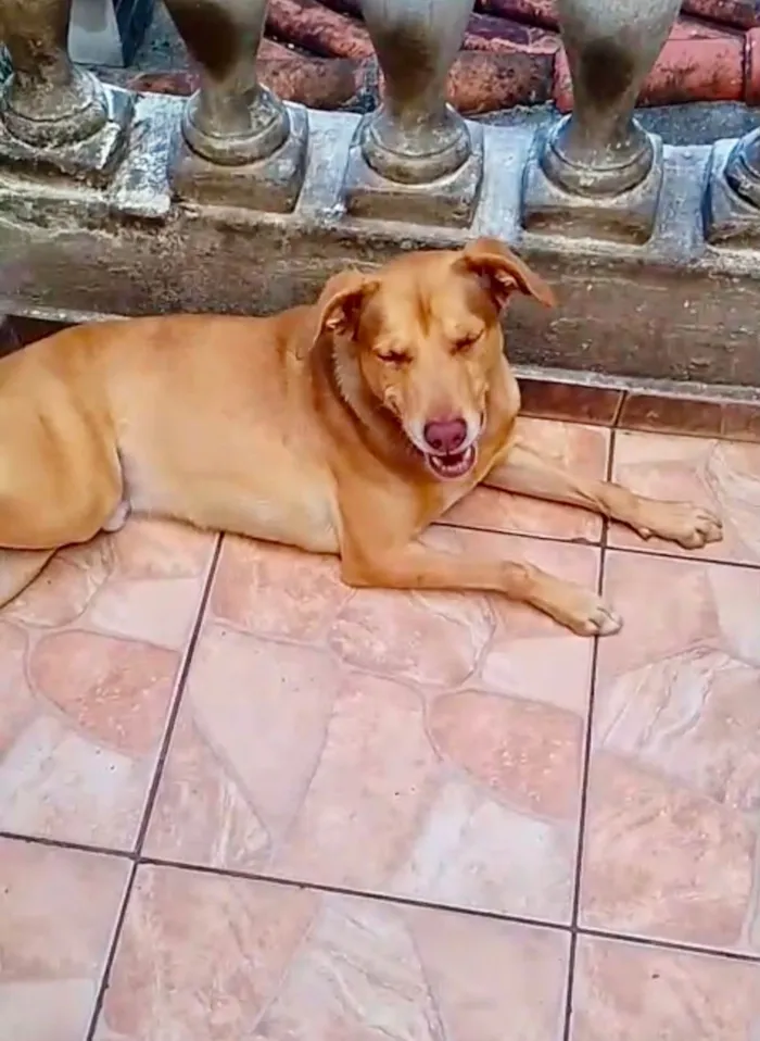 Cachorro raça SRD-ViraLata idade 7 a 11 meses nome Lion bb11meses um amor 