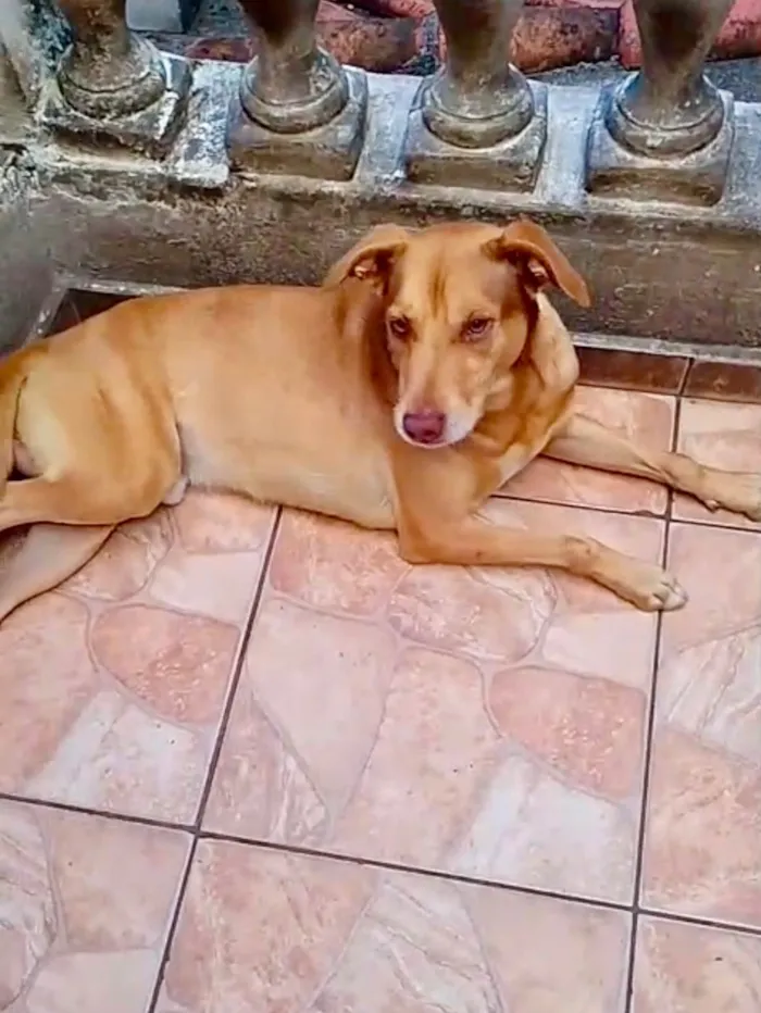 Cachorro raça SRD-ViraLata idade 7 a 11 meses nome Lion bb11meses um amor 