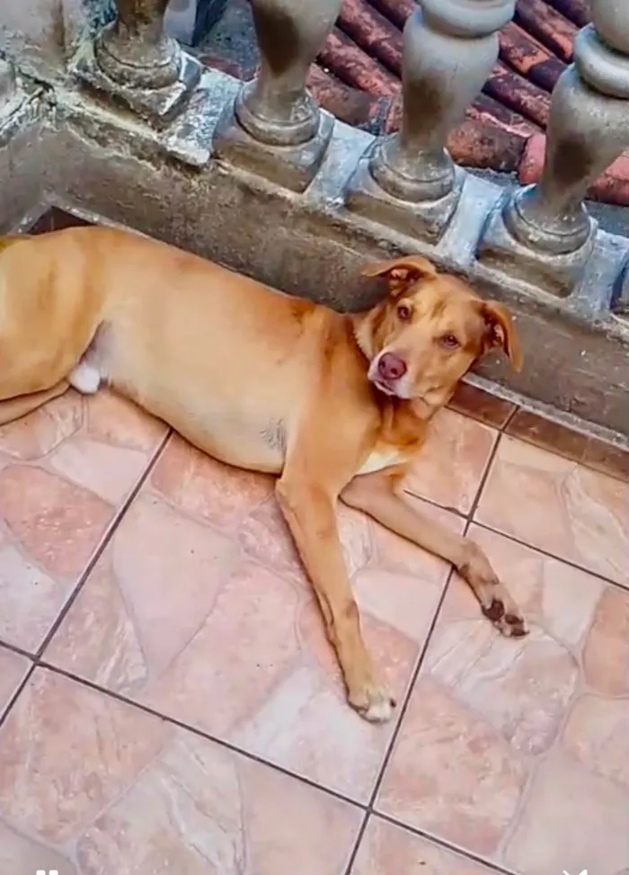 Lion bb11meses um amor 