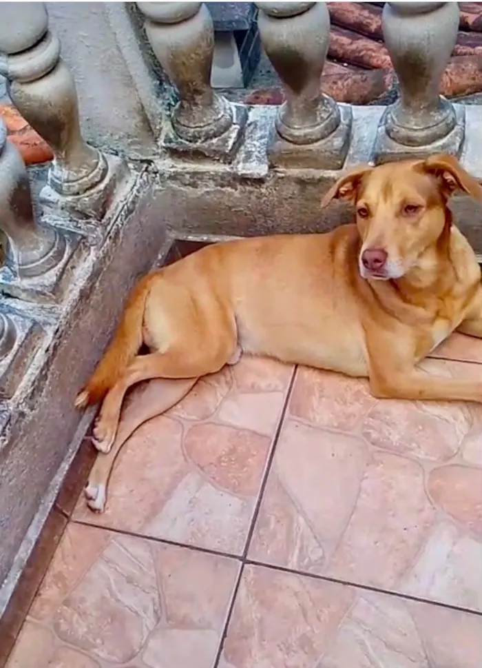Cachorro raça SRD-ViraLata idade 7 a 11 meses nome Lion bb11meses um amor 