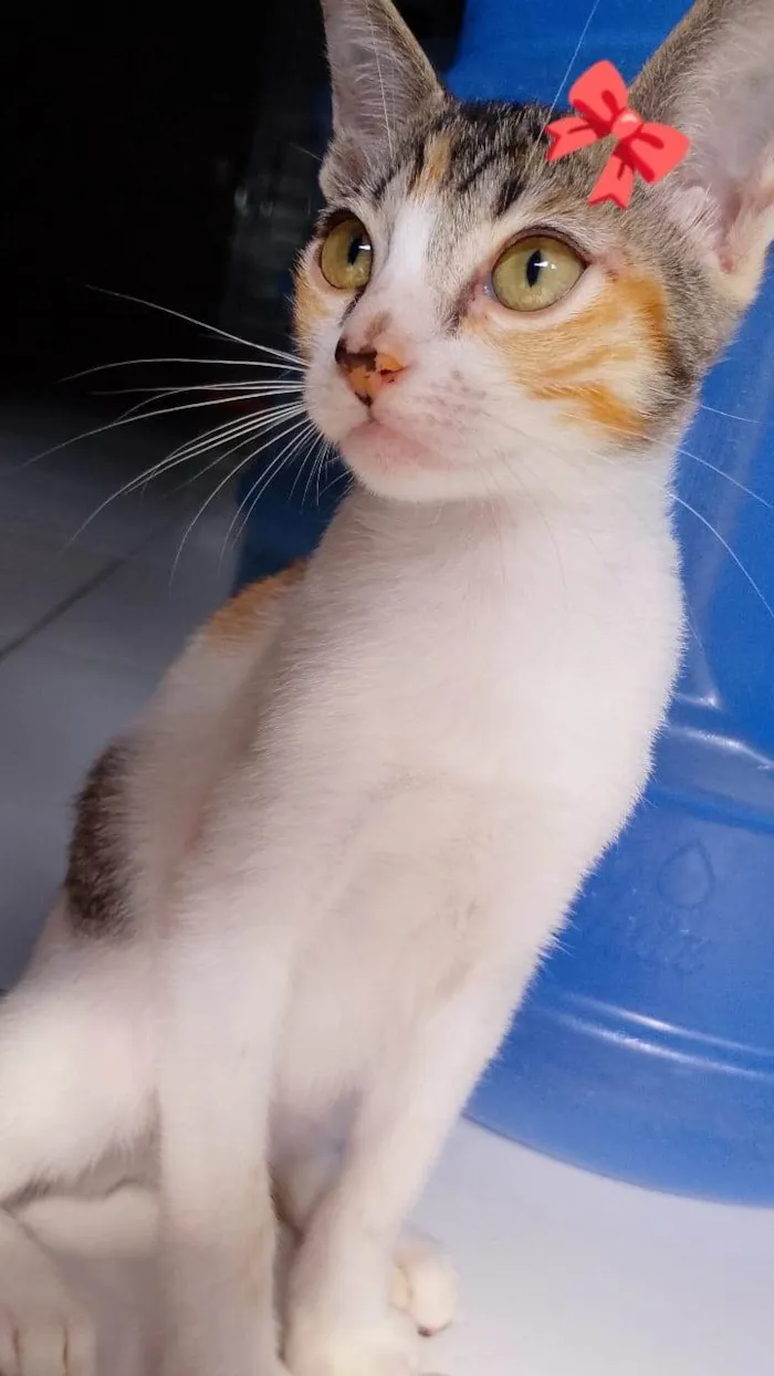 Gato raça SRD-ViraLata idade 2 a 6 meses nome não tem nome ainda