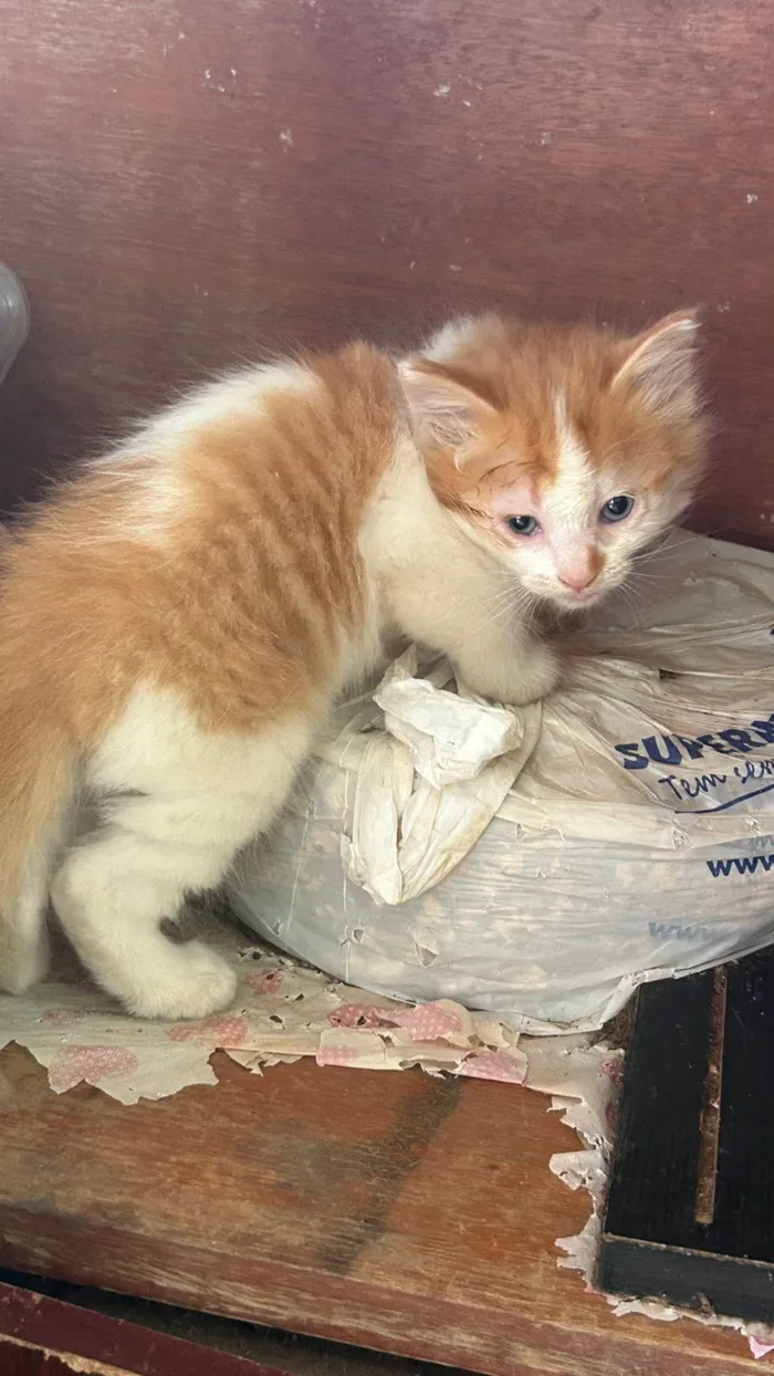 Gato raça SRD-ViraLata idade 2 a 6 meses nome sem nome