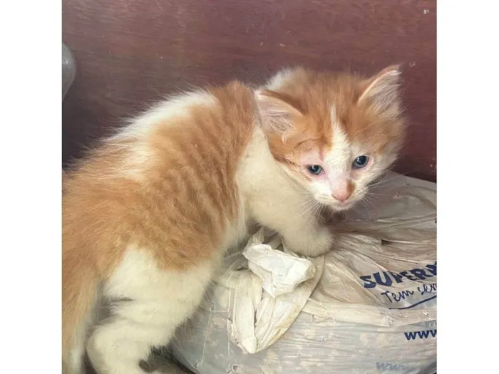 Gato raça SRD-ViraLata idade 2 a 6 meses nome sem nome