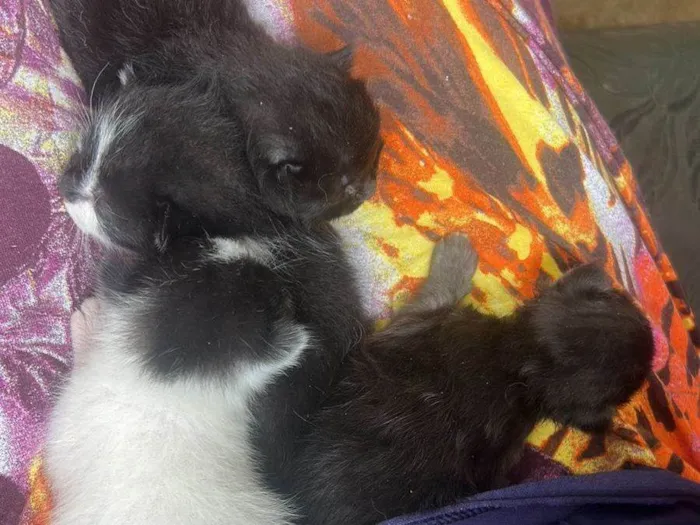 Gato raça SRD-ViraLata idade 2 a 6 meses nome filhote