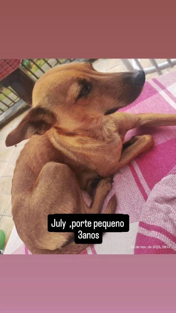 Cachorro raça SRD-ViraLata idade 3 anos nome July