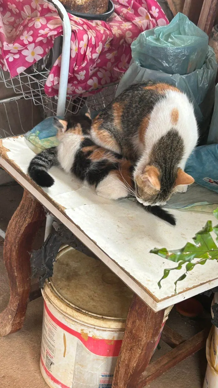 Gato raça SRD-ViraLata idade 2 a 6 meses nome tricolor