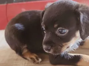 Cachorro raça SRD-ViraLata idade Abaixo de 2 meses nome Pretinho