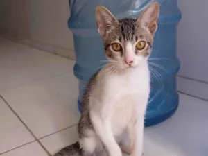 Gato raça SRD-ViraLata idade 2 a 6 meses nome Não tem nome