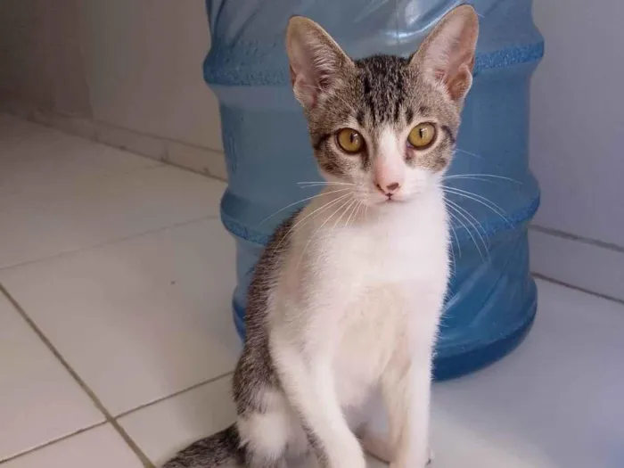 Gato raça SRD-ViraLata idade 2 a 6 meses nome Não tem nome