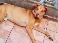 Cachorro raça SRD-ViraLata idade 7 a 11 meses nome Lion bb11meses um amor 