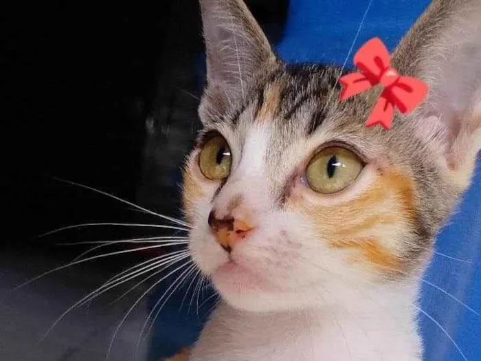 Gato raça SRD-ViraLata idade 2 a 6 meses nome não tem nome ainda