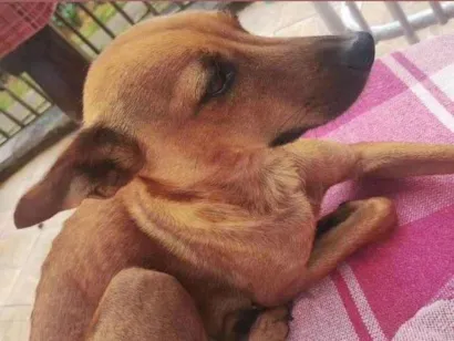 Cachorro raça SRD-ViraLata idade 3 anos nome July