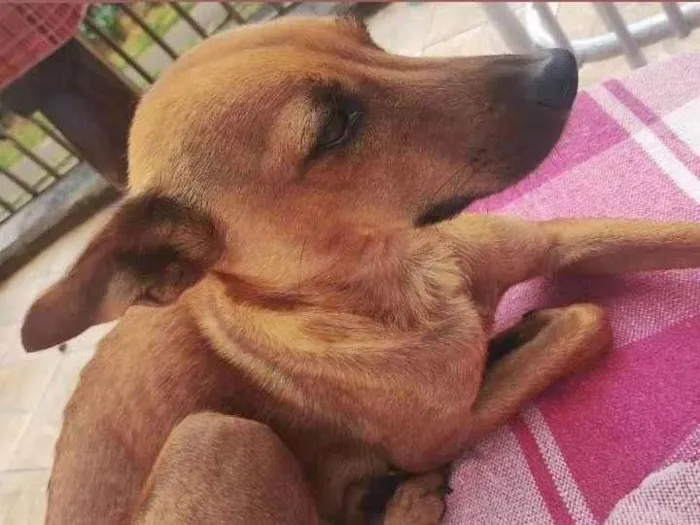 Cachorro raça SRD-ViraLata idade 3 anos nome July
