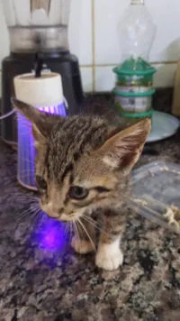 Gato raça SRD-ViraLata idade Abaixo de 2 meses nome Sem nome 