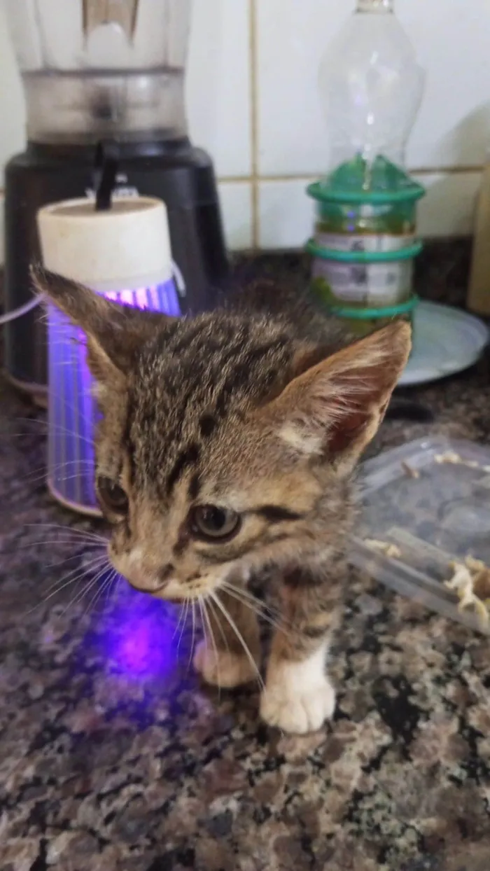 Gato raça SRD-ViraLata idade Abaixo de 2 meses nome Sem nome 