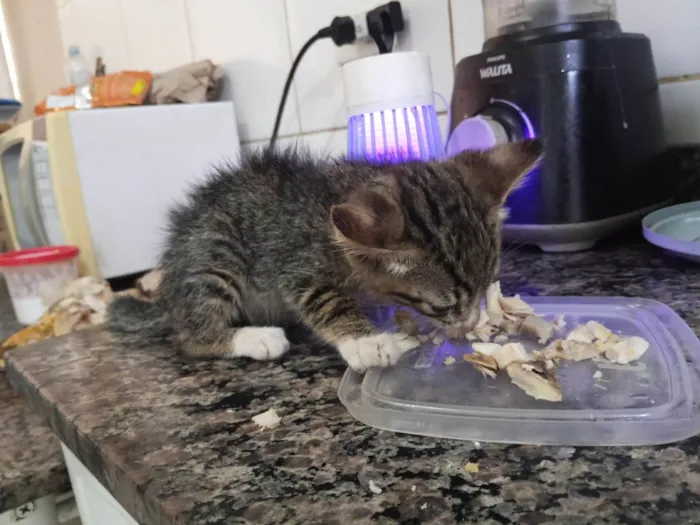 Gato raça SRD-ViraLata idade Abaixo de 2 meses nome Sem nome 