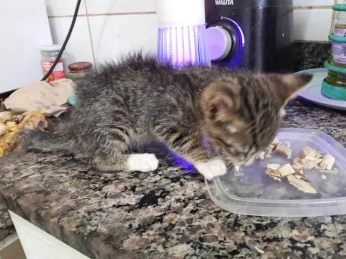 Gato raça SRD-ViraLata idade Abaixo de 2 meses nome Sem nome 