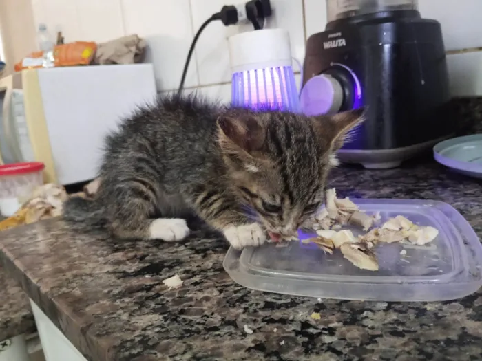 Gato raça SRD-ViraLata idade Abaixo de 2 meses nome Sem nome 