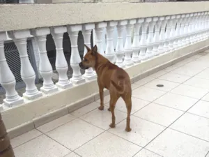 Cachorro raça SRD-ViraLata idade 3 anos nome Day
