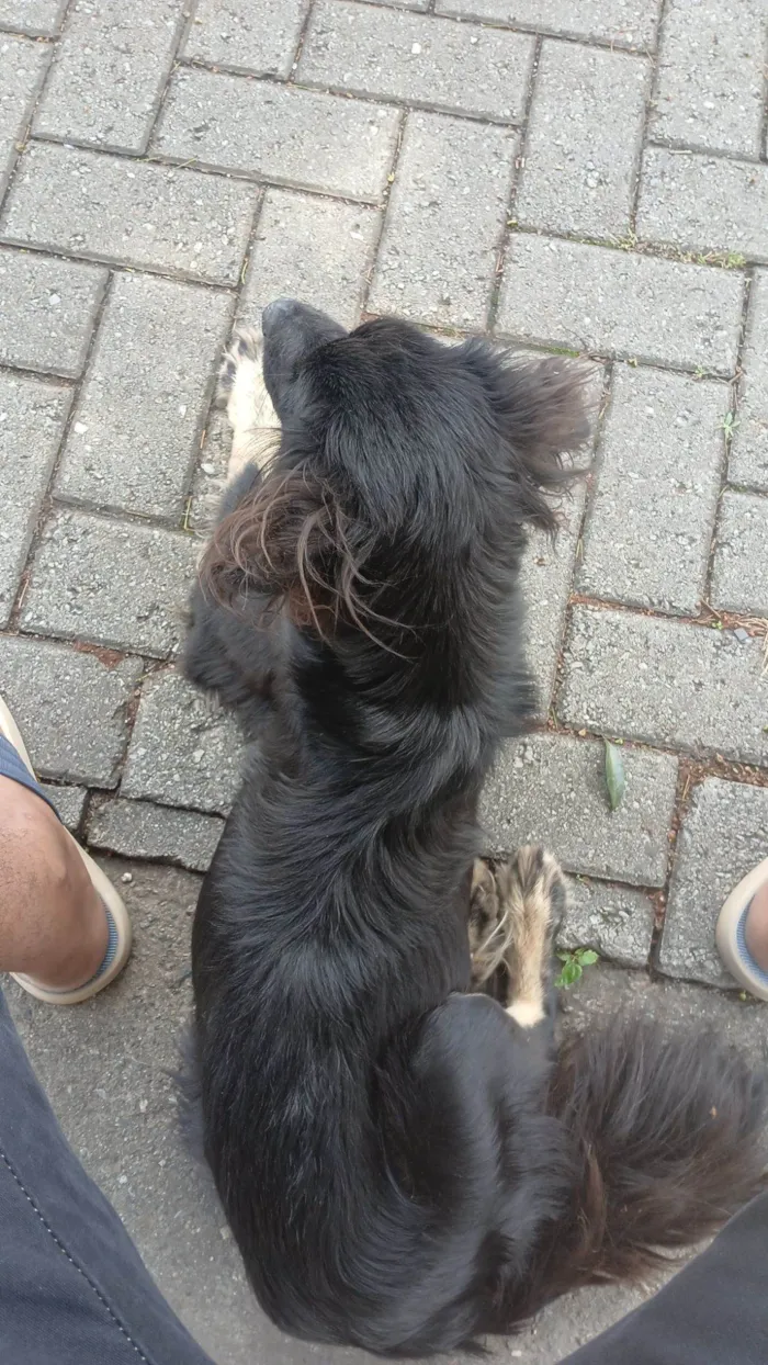 Cachorro raça Pequinês idade 2 a 6 meses nome Gucci