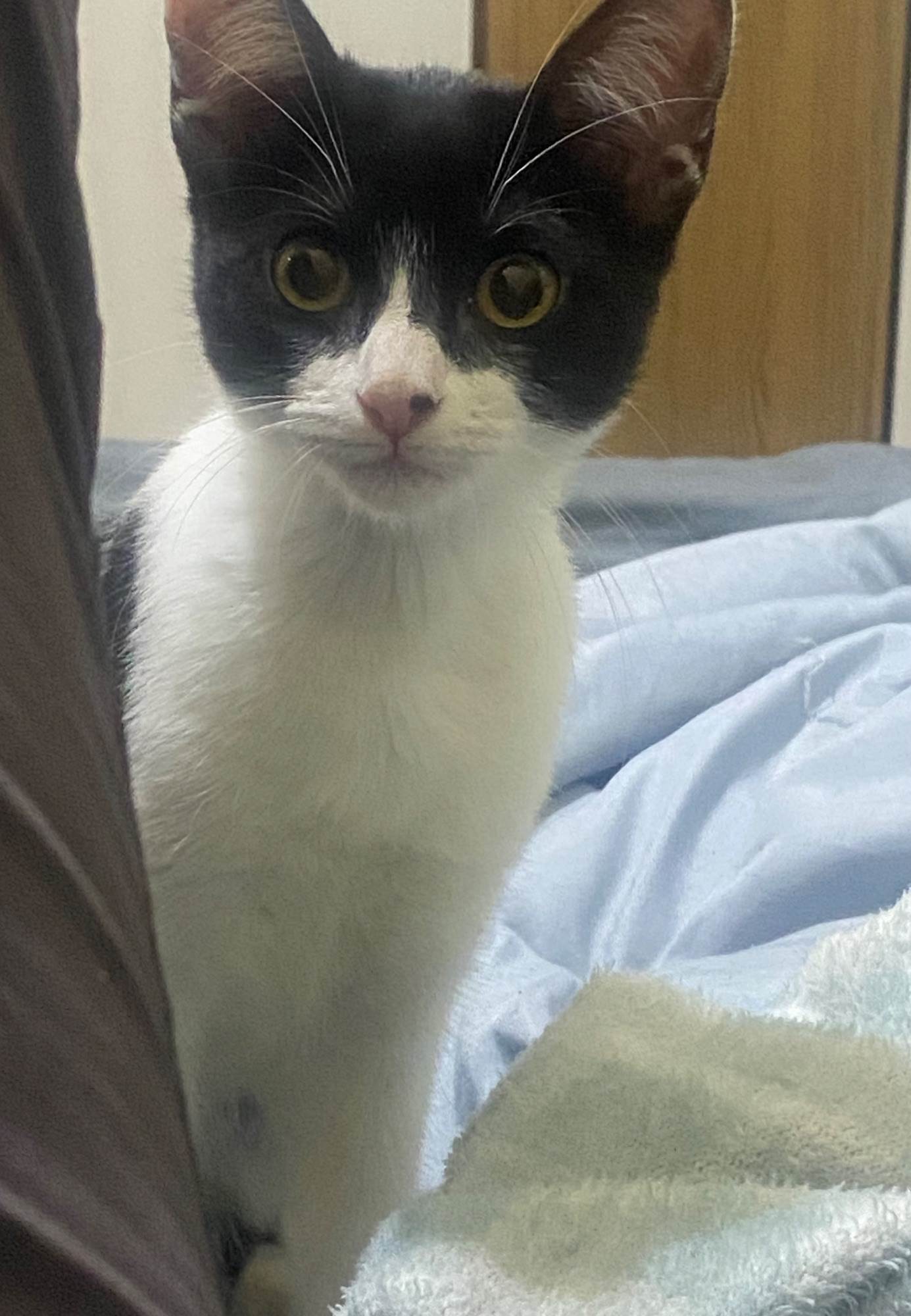 Gato raça SRD-ViraLata idade 2 a 6 meses nome Pitica 