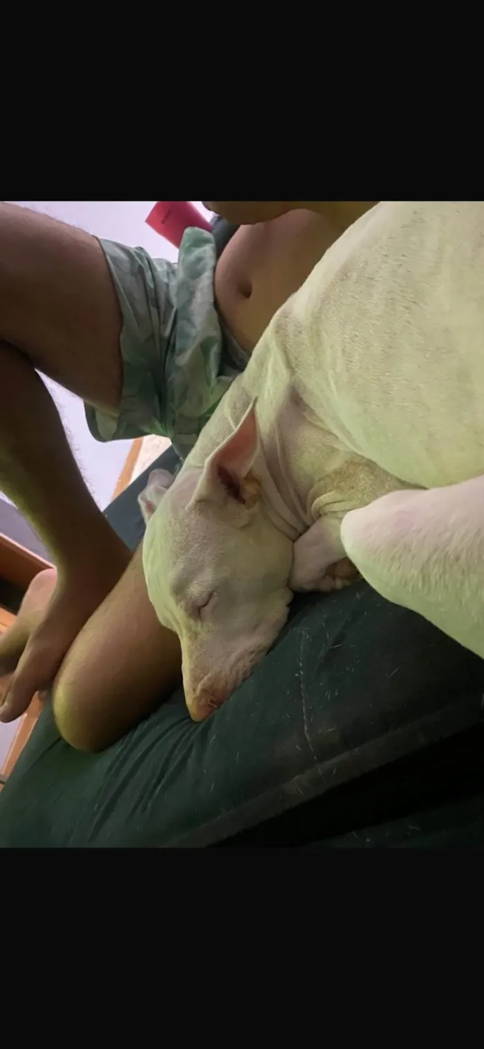 Cachorro raça Pit-Bull idade 4 anos nome Athena