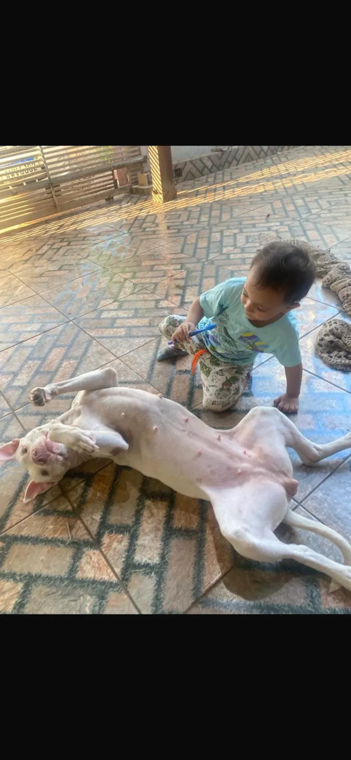 Cachorro raça Pit-Bull idade 4 anos nome Athena