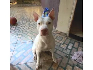 Cachorro raça Pit-Bull idade 4 anos nome Athena