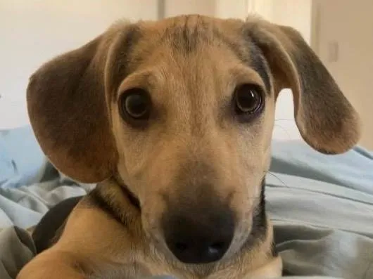 Cachorro raça SRD-ViraLata idade 7 a 11 meses nome Pitoco 