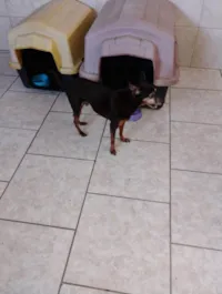 Cachorro raça SRD-ViraLata idade 6 ou mais anos nome Dudu 