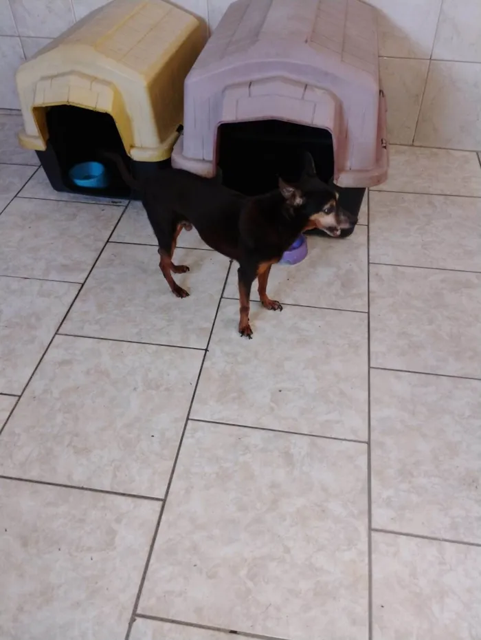 Cachorro raça SRD-ViraLata idade 6 ou mais anos nome Dudu 