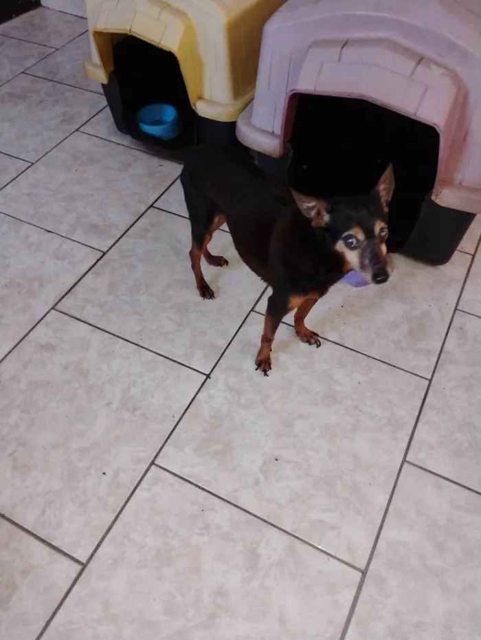 Cachorro raça SRD-ViraLata idade 6 ou mais anos nome Dudu 