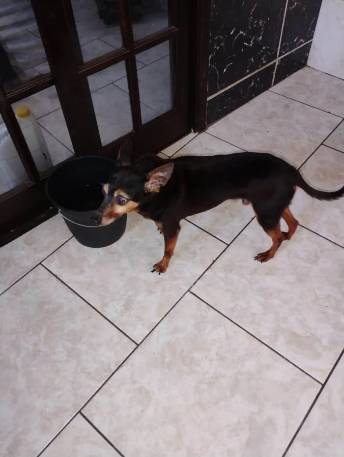 Cachorro raça SRD-ViraLata idade 6 ou mais anos nome Dudu 